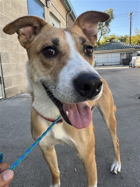 Photo of Mia, adoptable Pit Bull Terrier in Sacramento, California