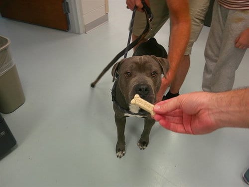 Photo of Flint, adoptable Staffordshire Bull Terrier in Ocala, Florida