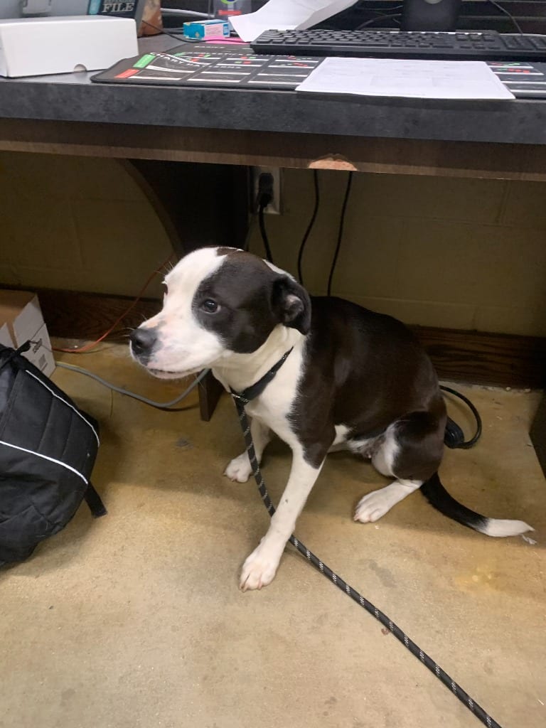 Photo of Pinky, adoptable Pit Bull Terrier in Douglasville, Georgia