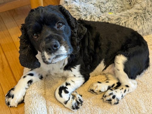 Photo of Molly, adoptable Cocker Spaniel in Arlington, Virginia