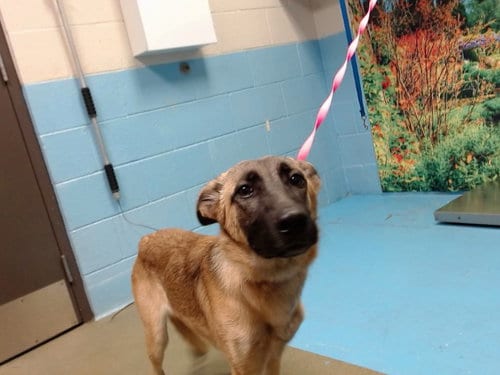 Photo of A554058, adoptable Belgian Shepherd Malinois in Moreno Valley, California