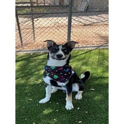 Photo of Spike, adoptable Husky Australian Shepherd in Lancaster, California