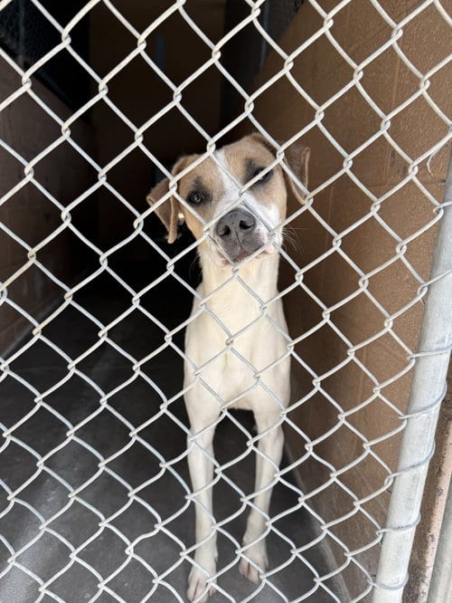 Photo of Buccee, adoptable Jack Russell Terrier in Las Vegas, New Mexico