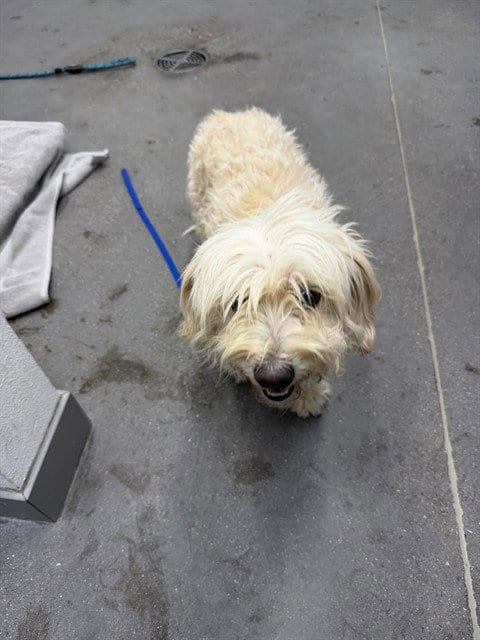 Photo of Bobert, adoptable Shih Tzu in Mesa, Arizona