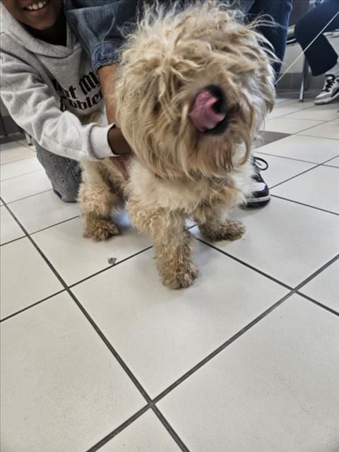 Photo of Jasper, adoptable Shih Tzu in Derwood, Maryland