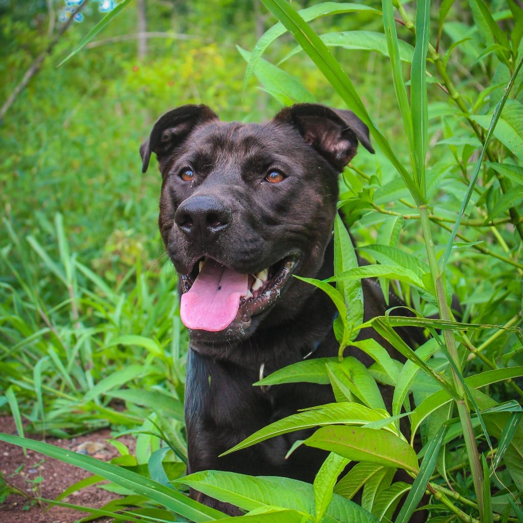 Photo of TJ 20, adoptable Retriever, Labrador / Mixed Breed (Medium) in Canastota, New York