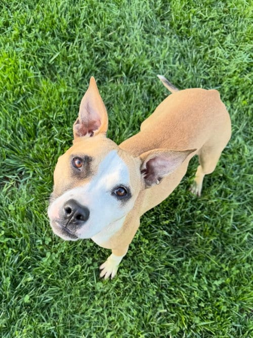 Photo of Mitsy, adoptable Terrier in Doylestown, Pennsylvania
