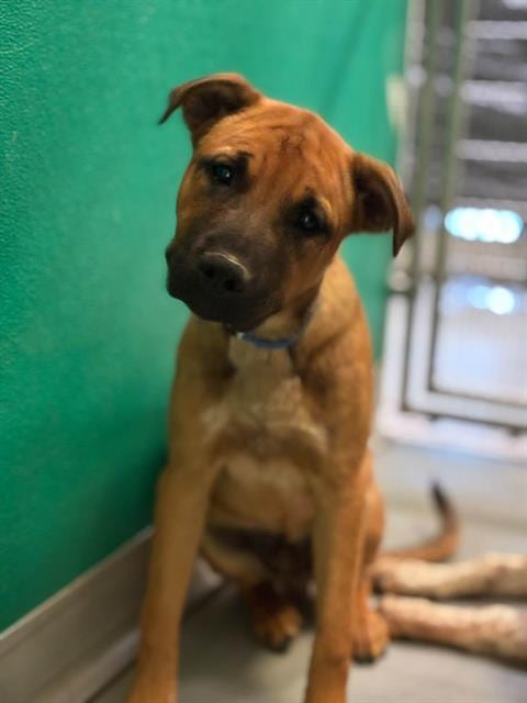 Photo of Gabriel, adoptable German Shepherd Dog in Visalia, California