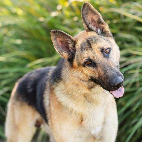 Photo of Timmy, adoptable German Shepherd Dog in Camarillo, California