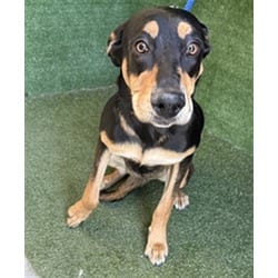 Photo of Betsy, adoptable Rottweiler in Lancaster, California
