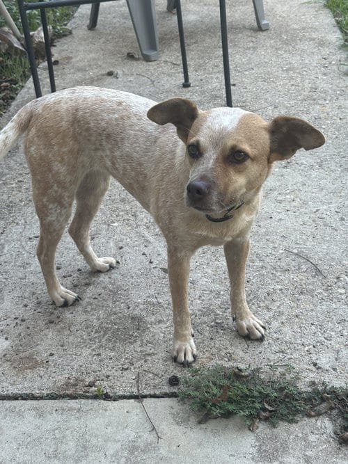Photo of Lucy, adoptable Red Heeler in Thorndale, Texas