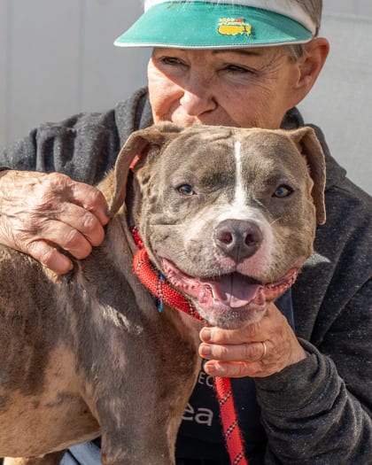 Photo of Medlar, adoptable dog in Chamblee, Georgia