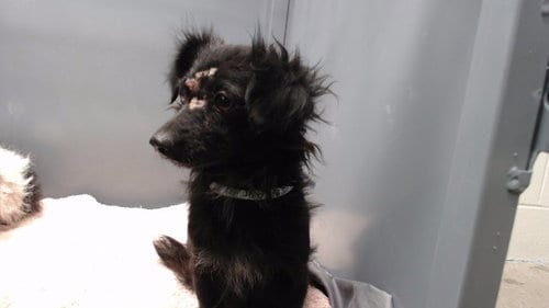 Photo of Camila, adoptable Terrier in Downey, California