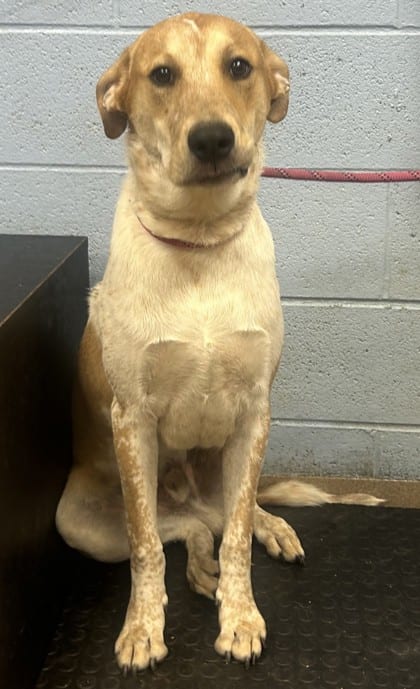 Photo of Hamlet, adoptable dog in Chamblee, Georgia