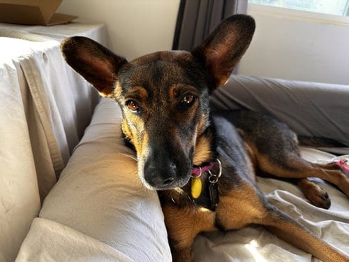 Photo of Bailey, adoptable German Shepherd Dog in Los Angeles, California