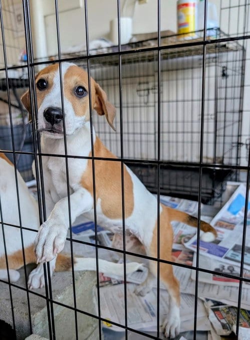 Photo of Nova (NY-Danielle), adoptable Labrador Retriever in SHERBURNE, New York