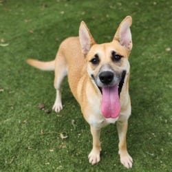 Photo of Sushi JuM, adoptable Shepherd (Unknown Type) Mixed Breed (Medium) in Hartford, Connecticut
