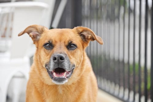Photo of Rae, adoptable Labrador Retriever in Sandy, Utah