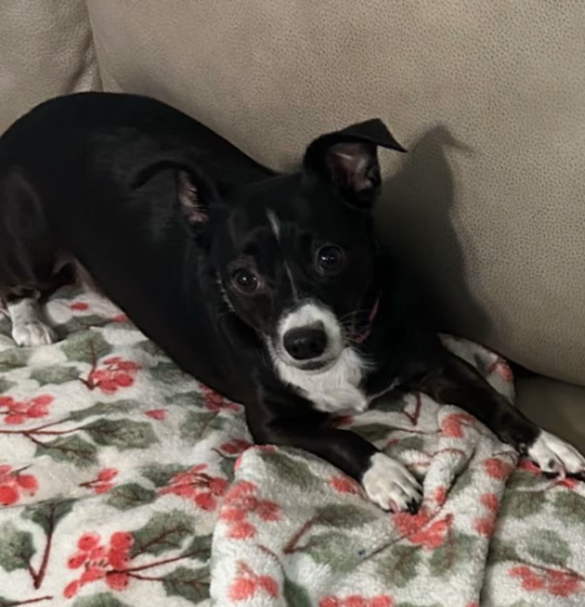 Photo of Minnie Mouse, adoptable Chihuahua/Dachshund in Baton Rouge, Louisiana