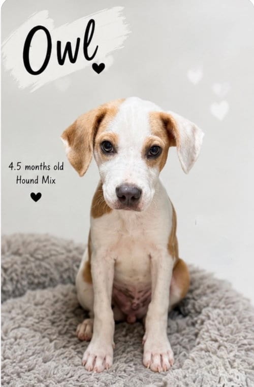 Photo of Owl- hound/lab puppy, adoptable Hound in Oakhurst, New Jersey