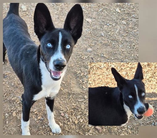 Photo of Abigail, adoptable Border Collie in Albuquerque, New Mexico