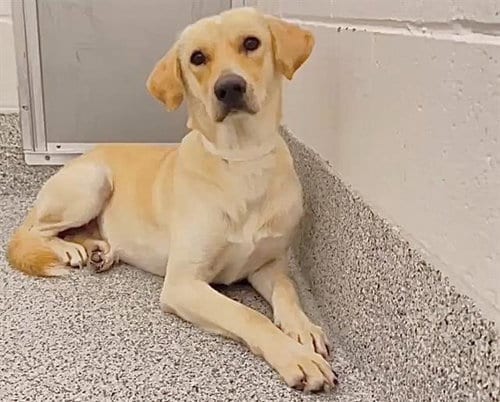 Photo of Jackson, adoptable Labrador Retriever in Houston, Texas