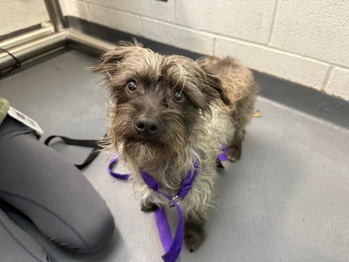 Photo of Woody, adoptable Shih Tzu in Antioch, California
