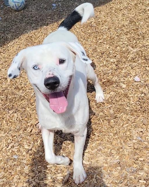 Photo of Chris, adoptable Labrador Retriever mix in Albuquerque, New Mexico