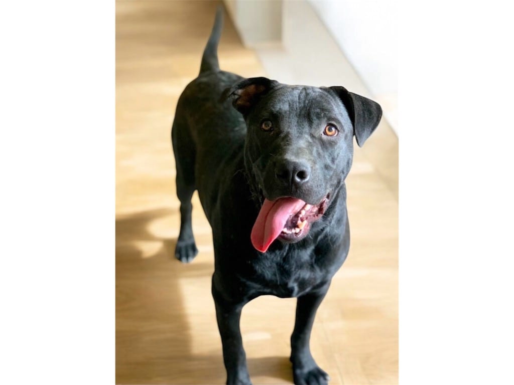 Photo of Storm, adoptable Labrador Retriever in Crossville, Tennessee