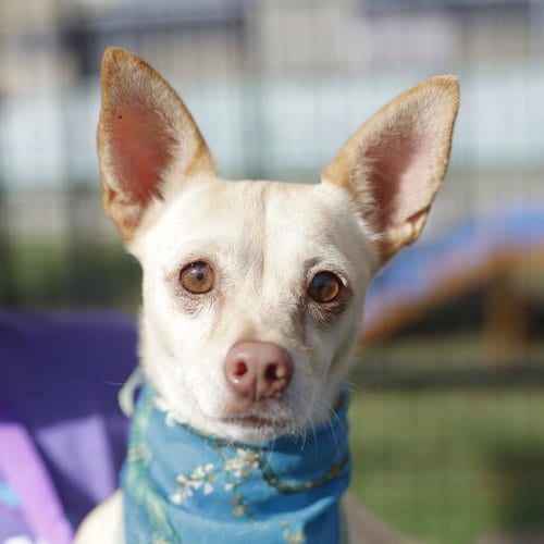 Photo of Paquita, adoptable Chihuahua in San Antonio, Texas