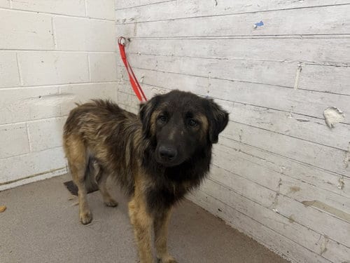 Photo of Jared, adoptable Leonberger in San Bernardino, California
