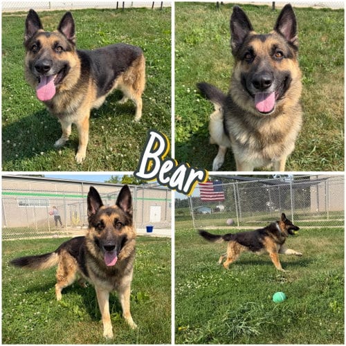 Photo of Bear, adoptable German Shepherd Dog in Pierceton, Indiana