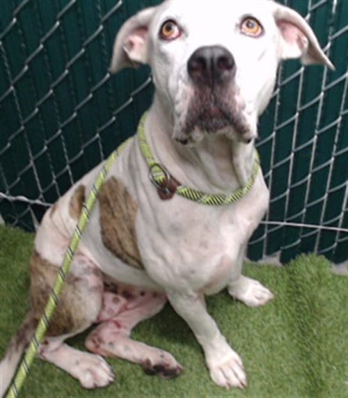 Photo of Flower, adoptable Pit Bull Terrier in Downey, California