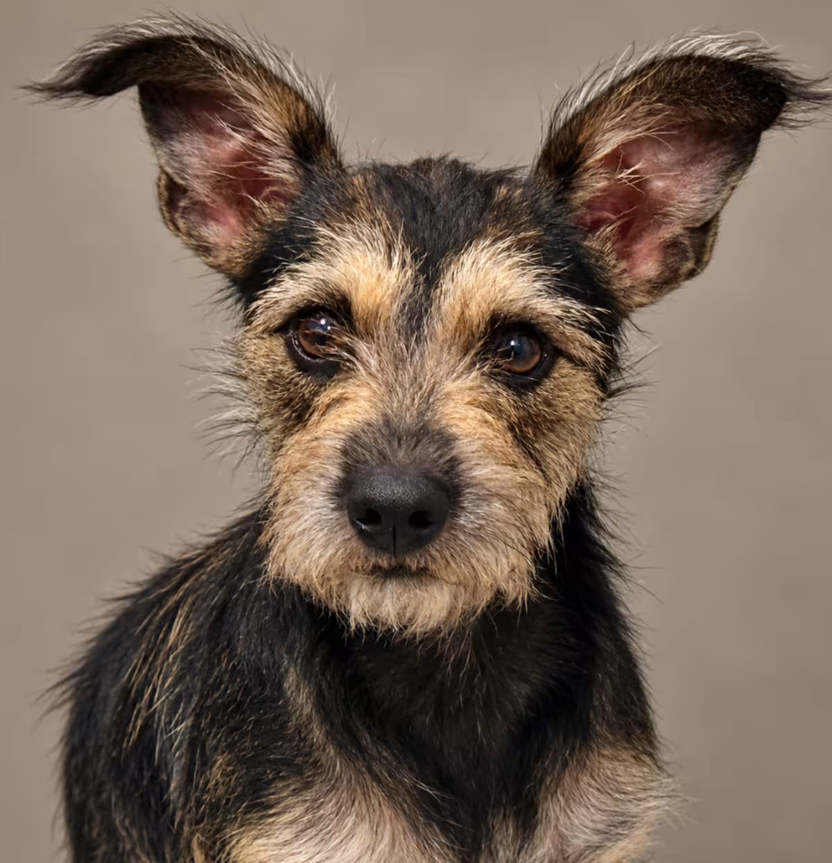 Photo of Haven, adoptable Terrier (Unknown Type, Medium) Pointer in Hondo, Texas