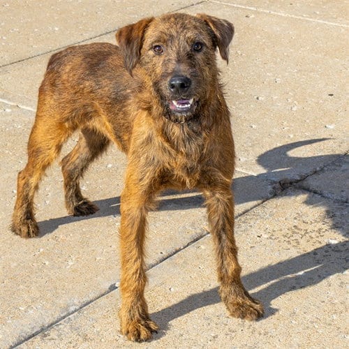 Photo of Schwabel, adoptable Airedale Terrier in St Louis, Missouri