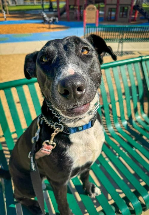 Photo of Murphy, adoptable Labrador Retriever in San Diego, California