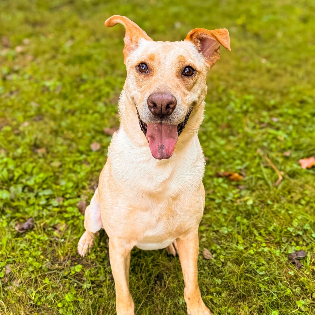 Photo of Leeland, adoptable Retriever, Yellow Labrador / Mixed Breed (Medium) in Ohio, Ohio