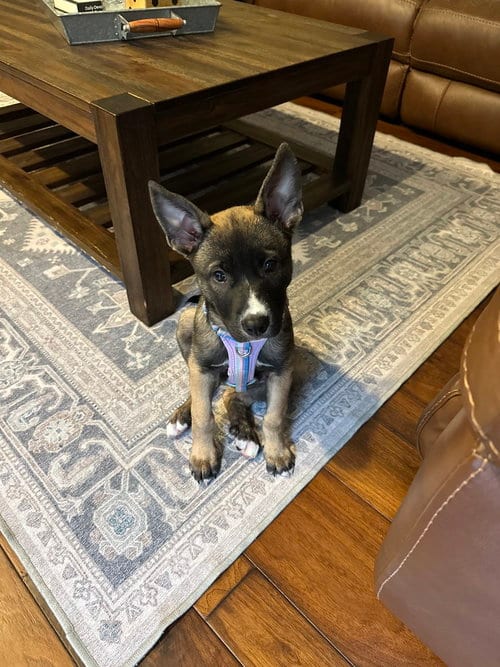 Photo of Rylee, adoptable German Shepherd Dog in Dana Point, California
