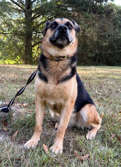 Photo of Verity, adoptable German Shepherd Dog in Attalka, Alabama