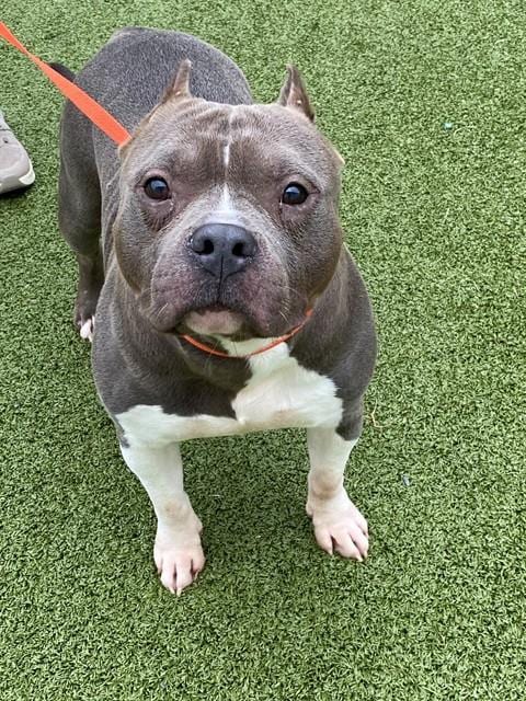 Photo of Ace, adoptable American Bulldog in Fayetteville, North Carolina