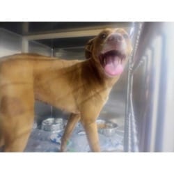 Photo of Molly Weasley, adoptable Labrador Retriever in Baton Rouge, Louisiana