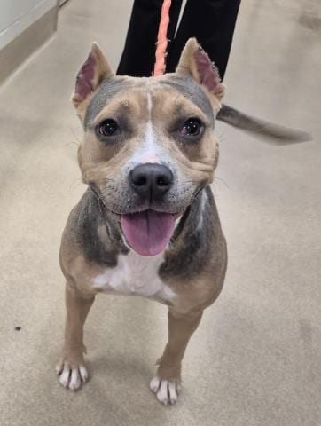 Photo of Blueberry Cream Cheese, adoptable Pit Bull Terrier in Decatur, Illinois
