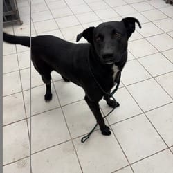 Photo of Weller JuM, adoptable Labrador Retriever in Baltimore, Maryland