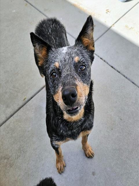 Photo of Lily, adoptable Australian Cattle Dog/Blue Heeler in Camarillo, California