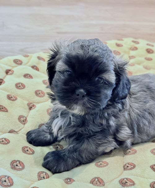 Photo of Chloe, adoptable Shih Tzu in St. Louis Park, Minnesota