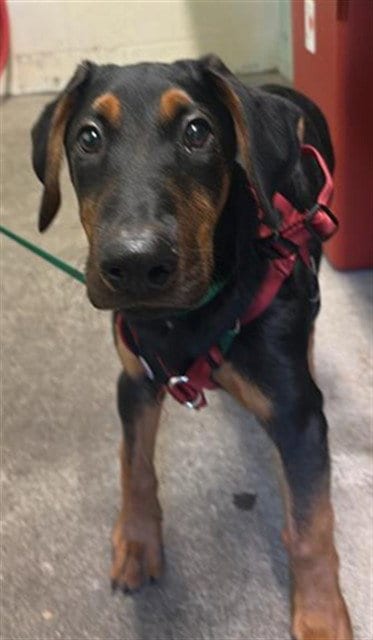 Photo of Mikey Myers, adoptable Doberman Pinscher in Sacramento, California