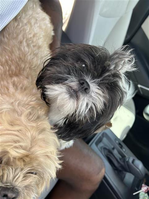 Photo of Louise, adoptable Shih Tzu in San Antonio, Texas