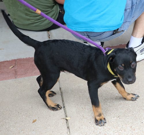Photo of Pride, adoptable Australian Cattle Dog/Blue Heeler in Pflugerville, Texas