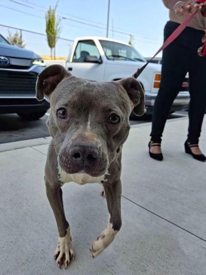 Photo of Cyan, adoptable dog in Atlanta, Georgia