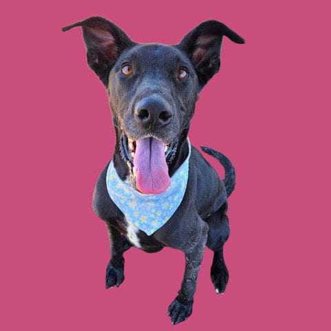Photo of Daisy, adoptable Great Dane in Bakersfield, California